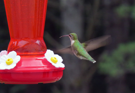 The new crop of hummers are tanking up every day.