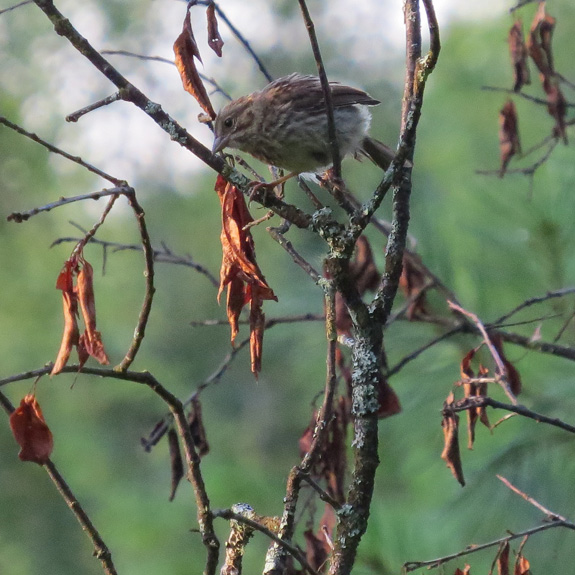 There were several juvenile Song Sparrows like this chasing each other around.