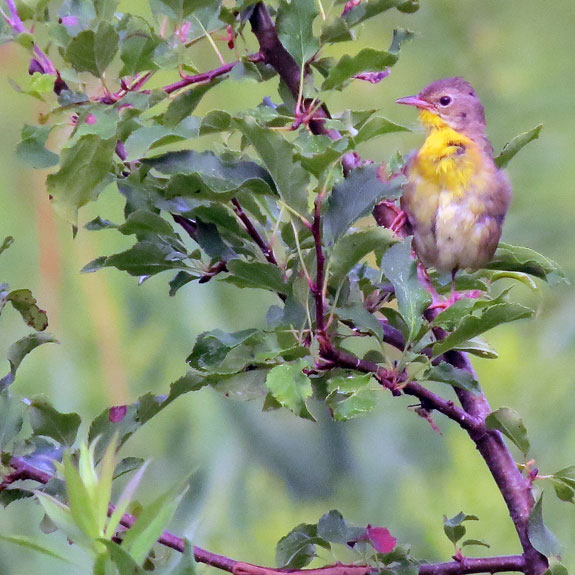 A juvenile Common Yellowthroat played hide and seek as I tried to take a photo.