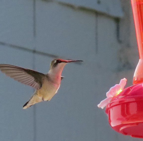Hummer1W