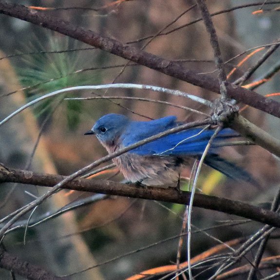 This Bluebird spent five minutes grooming, and still has some feathers askew.