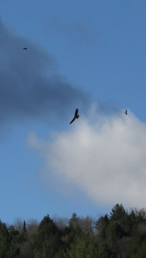 Two crows pester a young bald eagle -- Wrightsville Reservoir, VT