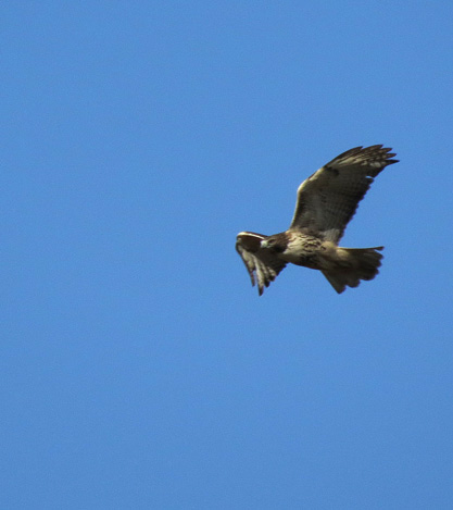Rough-legged hawk circling farm field in Merrimac.