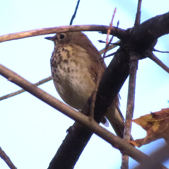 Hermit Thrush - Berlin IBA - Oct 3, 2013