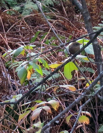 Here's how we normally see our Winter Wrens, visible but surrounded by brush and branches.