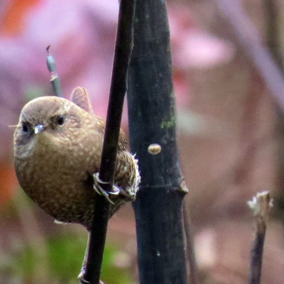 But this guy just popped up for a "What are you doing?" pose. 1/250 f/6.5 215 mm