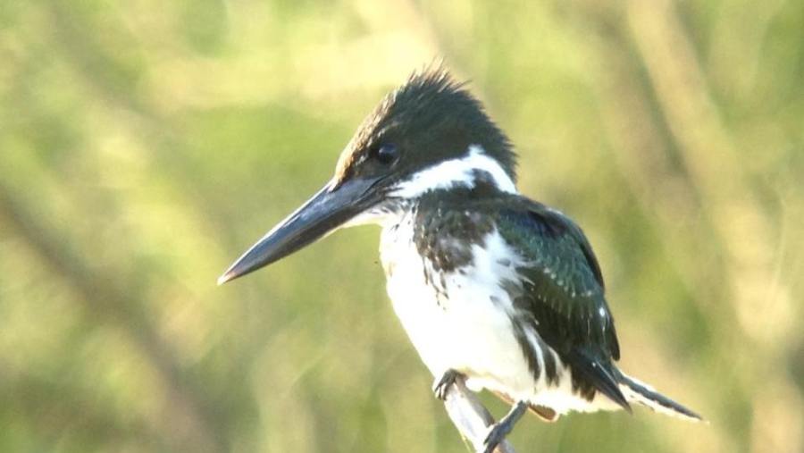 Amazon Kingfisher, Cameron Co, Tx, photo by Jeff Bouton