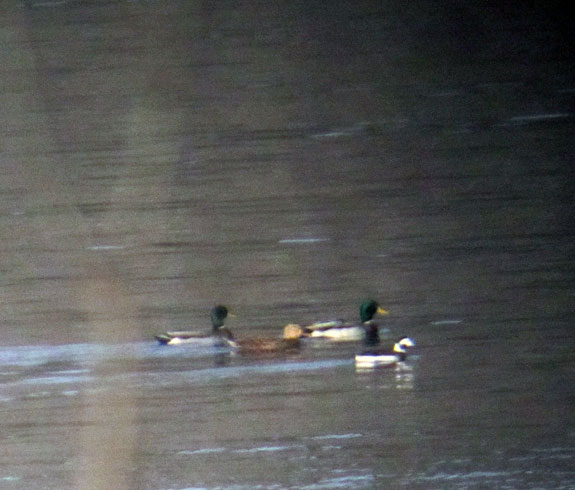 Three Mallards and a Long-tailed Duck cruising northward.