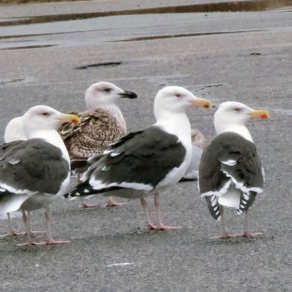 Nothin' but us Herring Gulls here, sir!