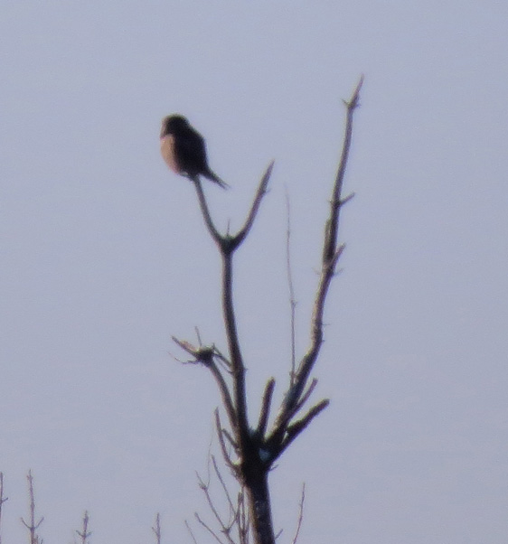 Low quality photo taken into the sun at long distance.  Canon SX50 @215mm