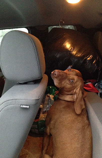 Half of the space Penny normally has was filled with gear -- she just curled up and slept.