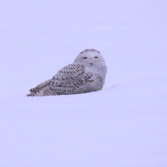 A young Snowy Owl a long ways from home in a field in Berlin, VT.