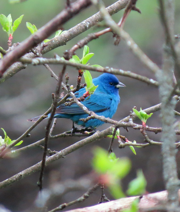 First Indigo Bunting we've seen on our property.