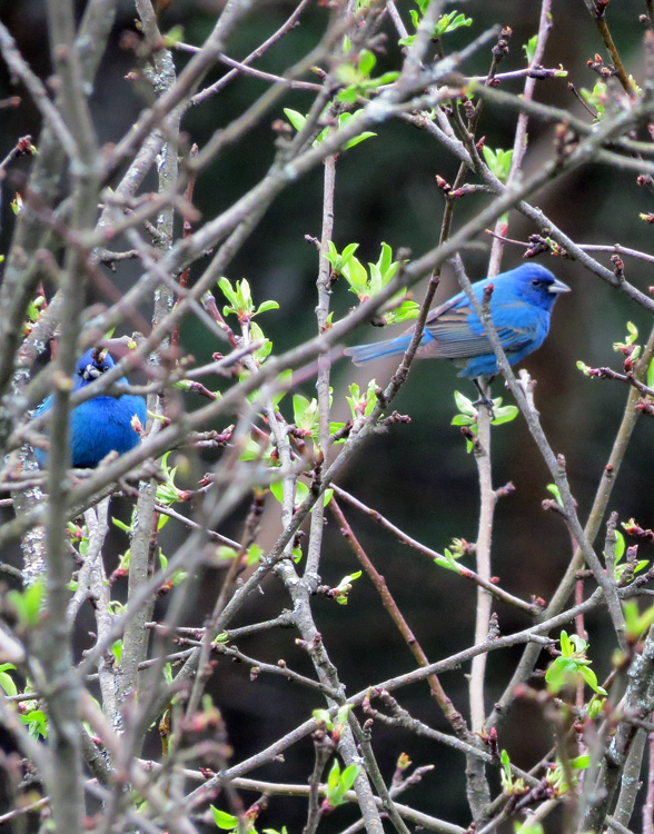 Two boys in blue looking for love.
