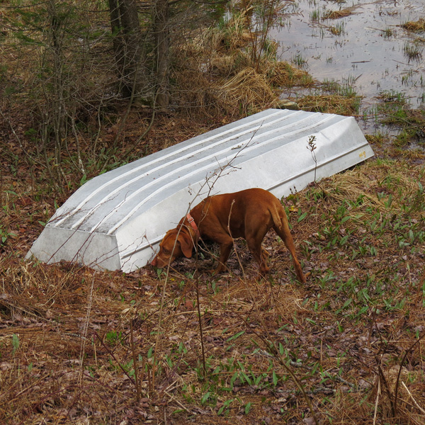 Any critters under this boat?