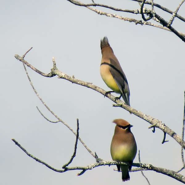 Cedar Waxwings were looking sharp in the morning sunlight.