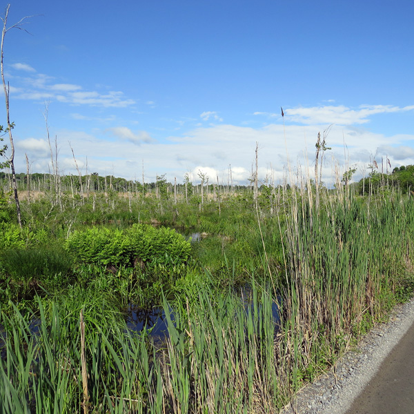 In spite of being adjacent to developed sites, the marsh is wild-like.