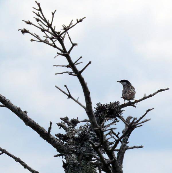  A Blackpoll Warbler at the summit parking lot, Mt. Mansfield.