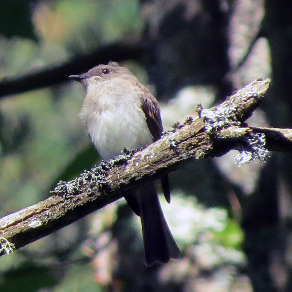Eastern Phoebes seem to be silent this time of year and this one did not bob its tail.