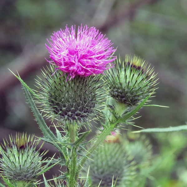 Bull Thistle (Cirsium vulgare)