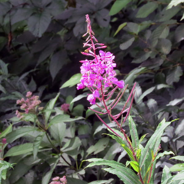 Fireweed  (Epilobium angustifolium)