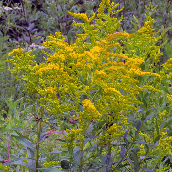 Tall Goldenrod (Solidago altissima)