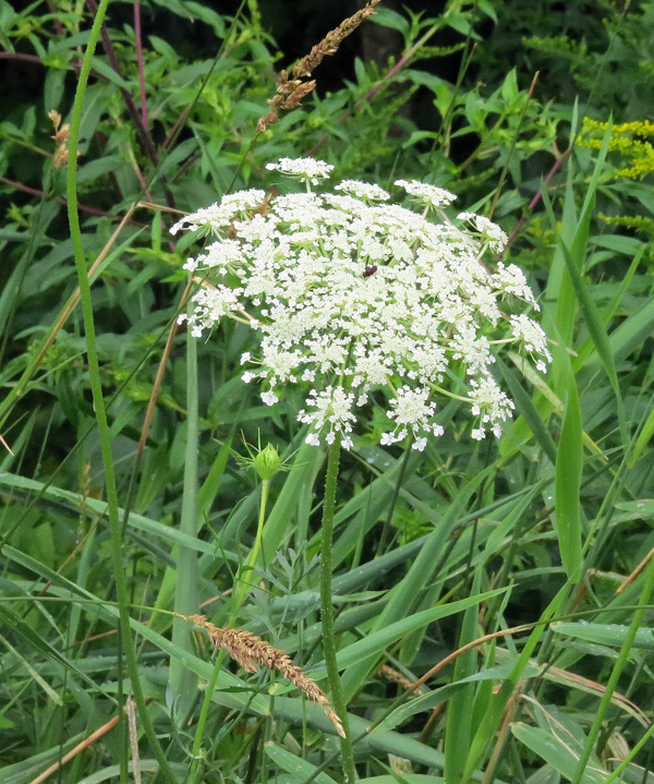 Queen Anne's Lace (Daucus carota)
