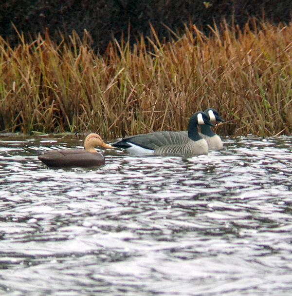 Without the bobbing and the shaking scope, these are obvious as decoys.