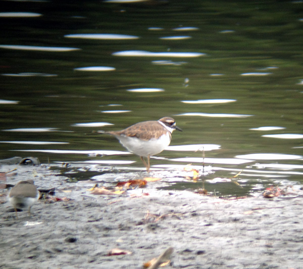 A couple of Killdeer were foraging along the Winooski River.