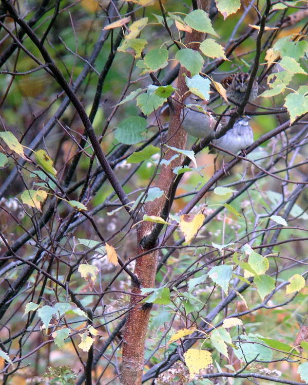 There were dozens of sparrows moving here and there. Can you find the three in this bush?