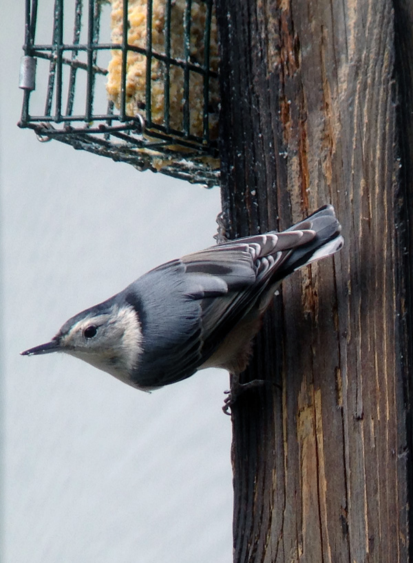 What's not to love about White-breasted Nuthatches?