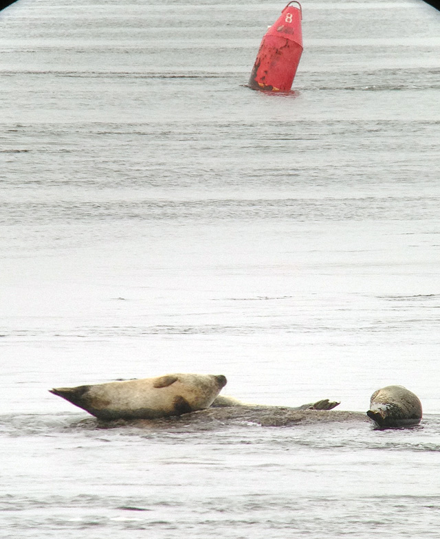 HSeals2W
