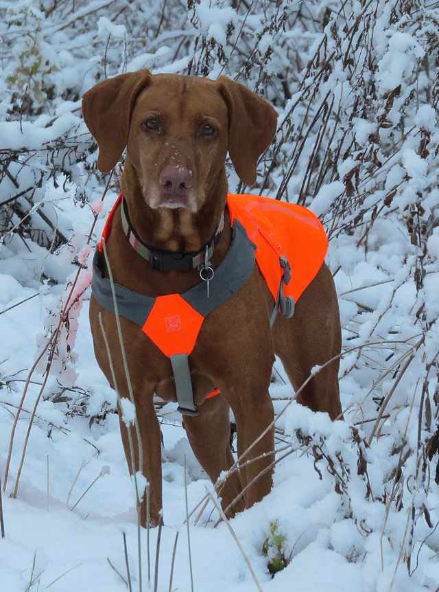 Penny looks pretty spiffy in her new vest but of course, she doesn't like it. 