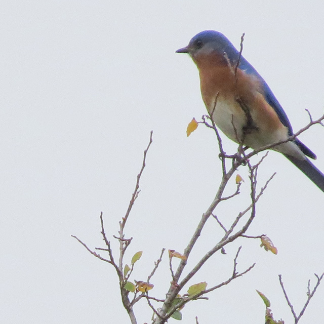 There were dozens of Eastern Bluebirds at the park.