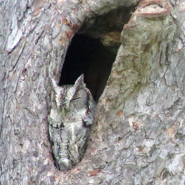 You can't see me (without help from others.)