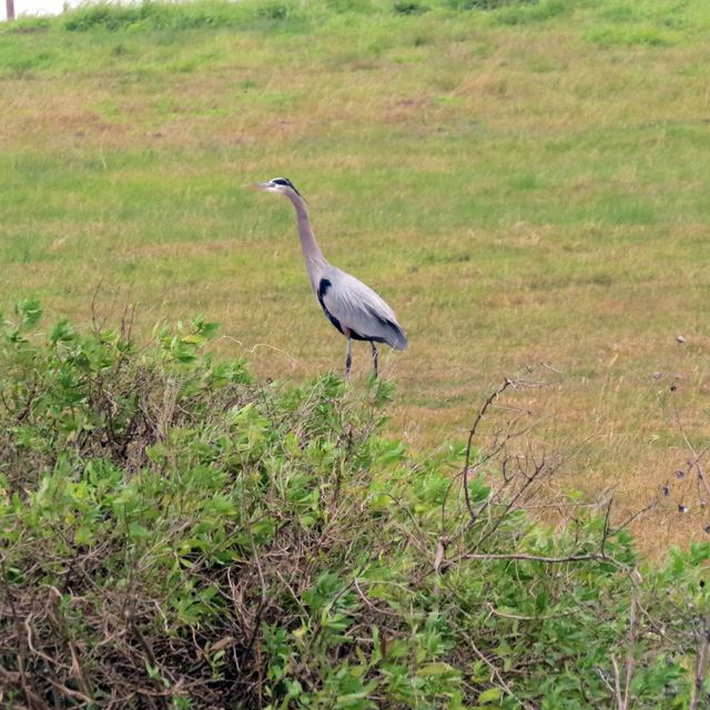 Not to be outdone by exotic visitors, a couple of elegant Great Blue Herons also grace the field.
