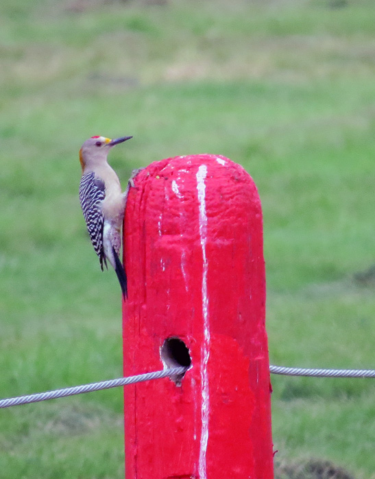 Golden-fronted Woodpeckers are pretty common and pretty noisy -- and just pretty.