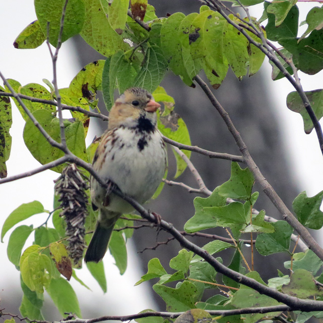 This was one of two juvenile Harris's Sparrows I saw this morning. Lifer #412