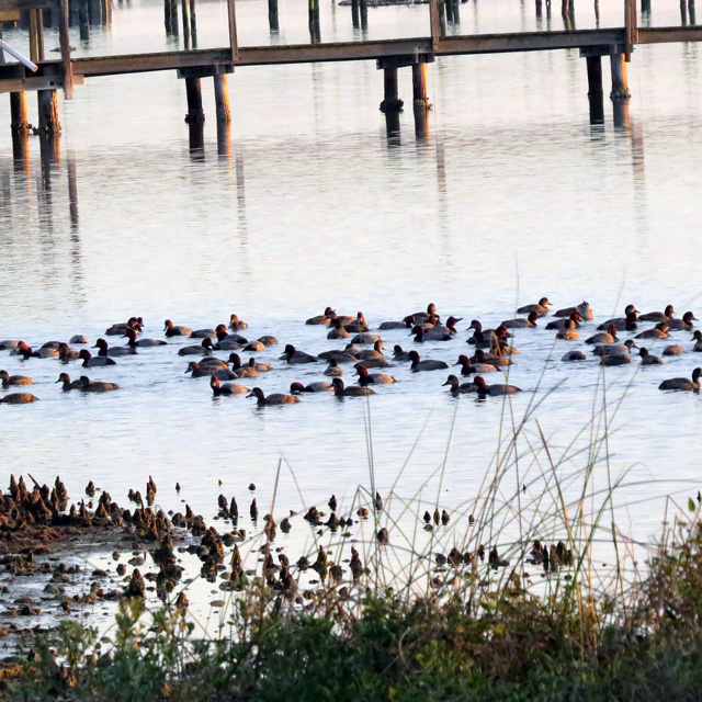 Large rafts of Redheads are everywhere, as are duck hunters traveling by noisy airboats.