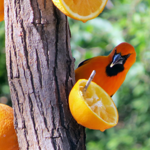 An Altimira Oriole feeding at Bentsen Palm State Park this week.