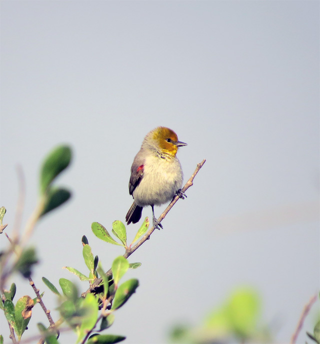 A pretty Verdin that posed just long enough before departing.