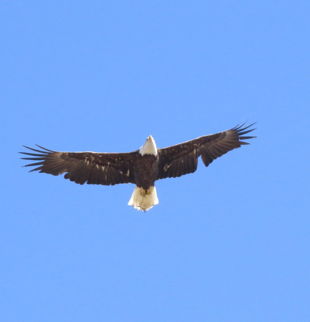 You can see that there's a missing wing feather or two from molting.
