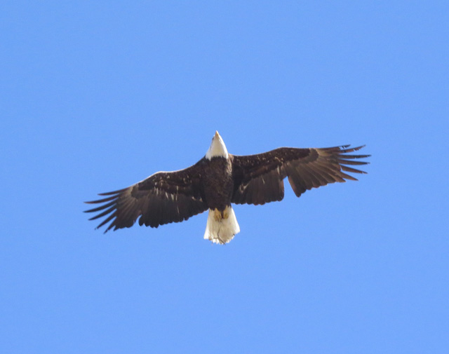 Eagle2W