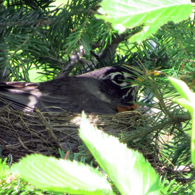 She blends in well - if I had not found the nest, I'd never spot her.