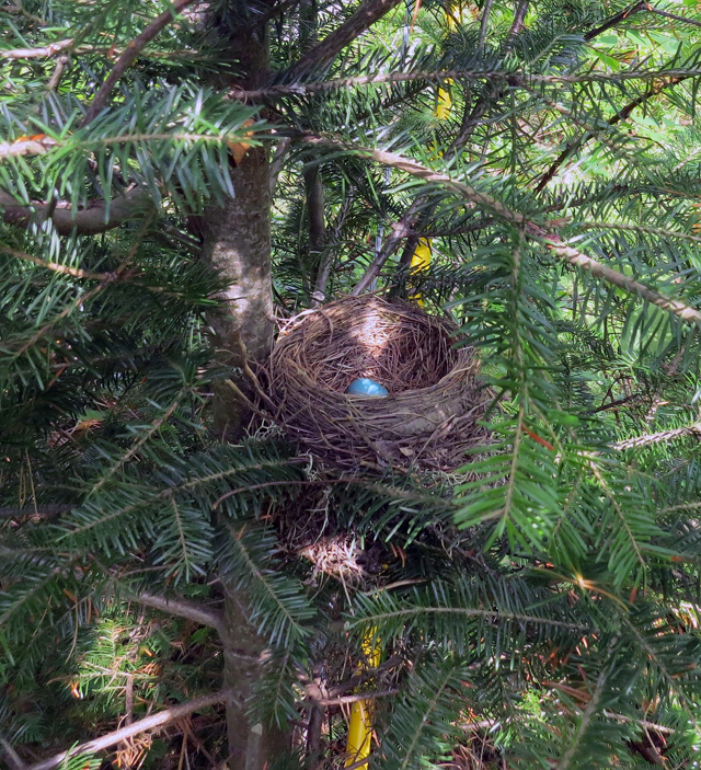 You can see the yellow shield for the support wire as it passes under the nest.