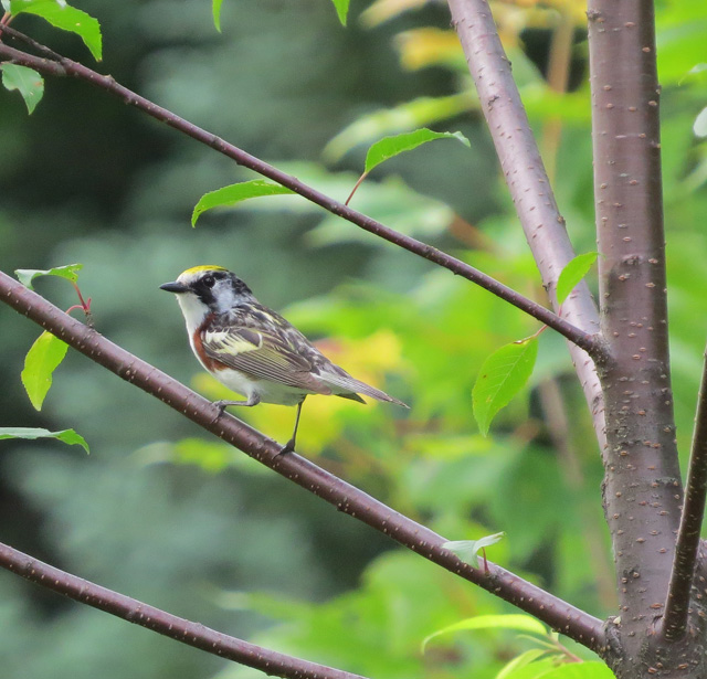 Distinctive song, easy markings, stays low. My kind of warbler.