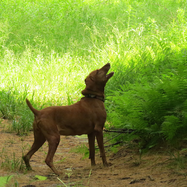 Maybe if I stand here and bark you'll come down and play.
