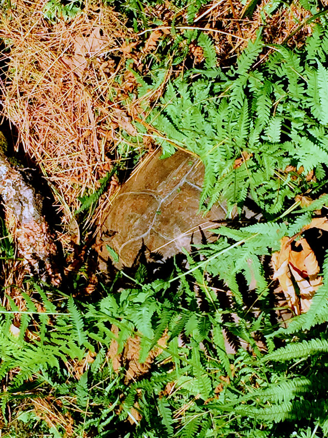 We have lived here 15 years and this is the first turtle I have ever seen in our woods.