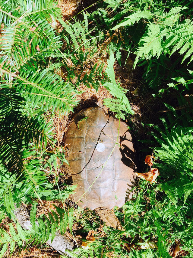 That's a quarter on its back for scale. This was a pretty good sized terrapin.