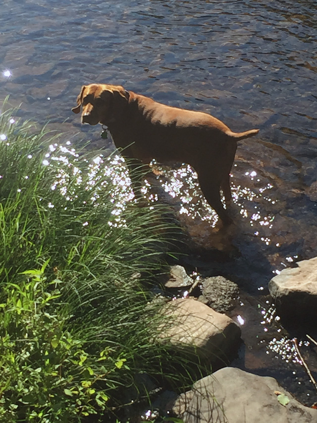 Penny enjoying the river